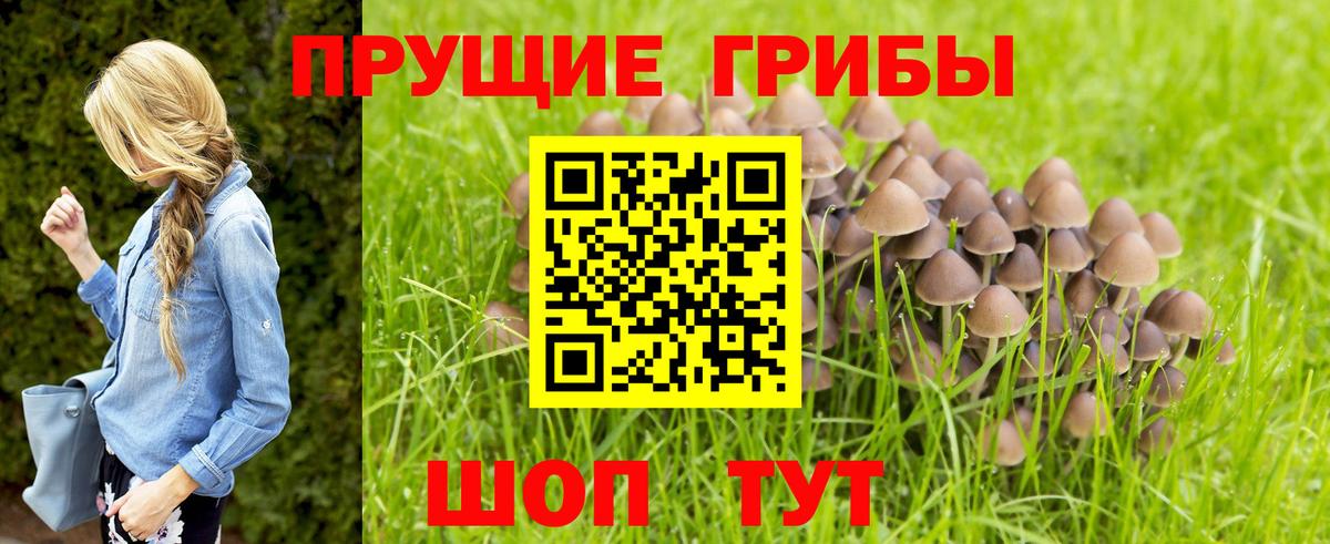 Псилоцибиновые грибы Psilocybe Полысаево
